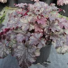 Heuchera 'Amethyst Mist' Heuchera 'Amethyst Mist'