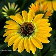 Echinacea Sombrero® 'Summer Solstice' Echinacea Sombrero® 'Summer Solstice'
