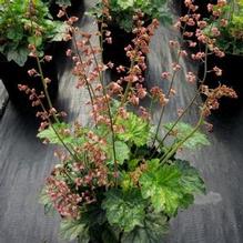 Heuchera 'Berry Timeless' Heuchera 'Berry Timeless'