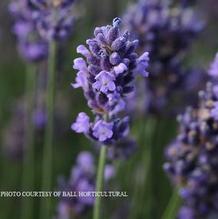 Lavandula 'Superblue' Lavandula 'Superblue'