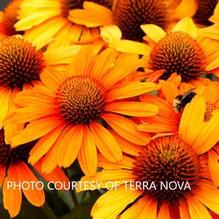 Echinacea Prima™ Saffron Echinacea Prima™ Saffron