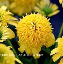 Echinacea Sunny Days™ Lemon Echinacea Sunny Days™ Lemon