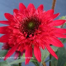 Echinacea Sunny Days™ Ruby Echinacea Sunny Days™ Ruby