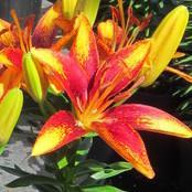 Lilium Lily Looks™ 'Tiny Orange Sensation' Lilium Lily Looks™ 'Tiny Orange Sensation'