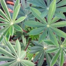 Lupinus 'Mini Gallery Mix' Lupinus 'Mini Gallery Mix'