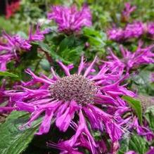 Monarda 'Purple Rose' Monarda 'Purple Rose'