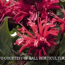 Monarda 'Red Rose' Monarda 'Red Rose'