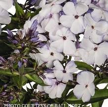 Phlox paniculata Blue Flame™ Phlox paniculata Blue Flame™