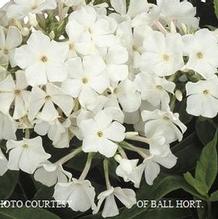 Phlox paniculata White Flame™ Phlox paniculata White Flame™