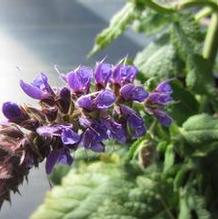 Salvia 'Blue By You' Salvia 'Blue By You'