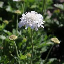 Scabiosa 'Pure White' Scabiosa 'Pure White'
