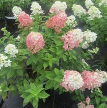 Hydrangea paniculata Firelight® Hydrangea paniculata Firelight®