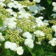 Viburnum 'Shasta' Viburnum 'Shasta'