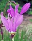 Dodecatheon 'Aphrodite' Dodecatheon 'Aphrodite'