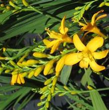 Crocosmia 'Paul's Best Yellow' Crocosmia 'Paul's Best Yellow'