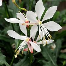 Gaura 'Sparkle White'