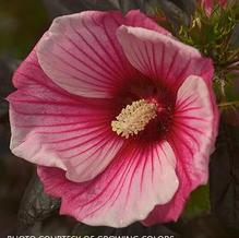 Hibiscus Fleming™ 'Small Wonder' Hibiscus Fleming™ 'Small Wonder'