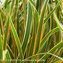 Carex morrowii 'Everglow' Carex morrowii 'Everglow'
