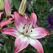 Lilium Lily Looks™ 'Tiny Diamond' Lilium Lily Looks™ 'Tiny Diamond'