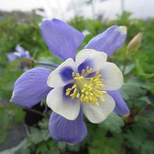 Aquilegia Earlybird™ Blue White