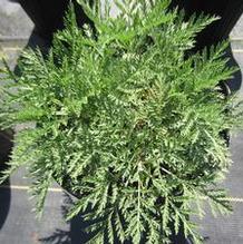 Artemisia Sunfern™ Olympia