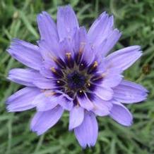 Catananche caerulea Catananche caerulea