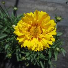 Coreopsis 'Moonswirl' Coreopsis 'Moonswirl'