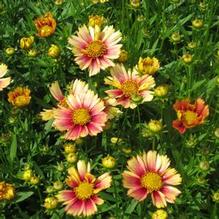 Coreopsis Solanna™ Sunset Burst Coreopsis Solanna™ Sunset Burst