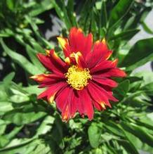 Coreopsis Uptick™ 'Red' Coreopsis Uptick™ 'Red'