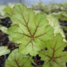 Heuchera 'Circus' Heuchera 'Circus'