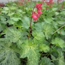 Heuchera 'Hercules' Heuchera 'Hercules'