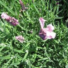Lavandula Madrid® Lavish® Pink Lavandula Madrid® Lavish® Pink