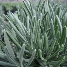 Lavandula Sensational!® Lavandula Sensational!®