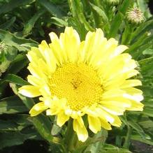 Leucanthemum 'Real Sunbeam' Leucanthemum 'Real Sunbeam'