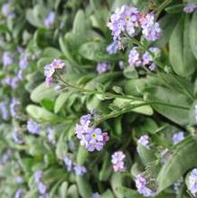Myosotis 'Victoria Blue' Myosotis 'Victoria Blue'