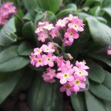 Myosotis 'Victoria Rose' Myosotis 'Victoria Rose'
