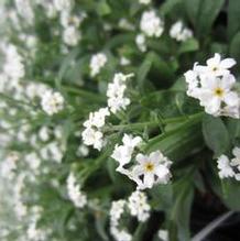 Myosotis 'Victoria White' Myosotis 'Victoria White'