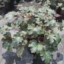 Heuchera 'Palace Purple' Heuchera 'Palace Purple'