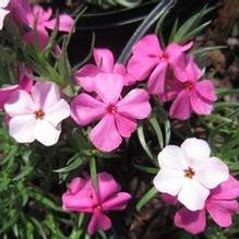 Phlox 'Strawberries & Cream' Phlox 'Strawberries & Cream'