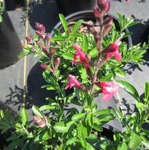 Salvia Arctic Blaze™ Fuschia Salvia Arctic Blaze™ Fuschia