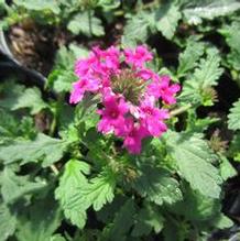 Verbena canadensis 'Homestead Hot Pink' Verbena canadensis 'Homestead Hot Pink'