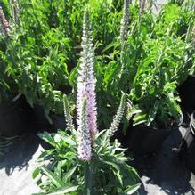 Veronica 'Eveline' Veronica 'Eveline'