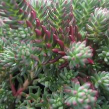 Sedum 'Red Wiggle' Sedum 'Red Wiggle'