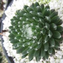 Sempervivum 'Mona Lisa' Sempervivum 'Mona Lisa'