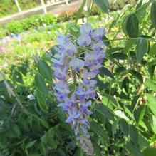 Wisteria macrostachys 'Blue Moon' Wisteria macrostachys 'Blue Moon'
