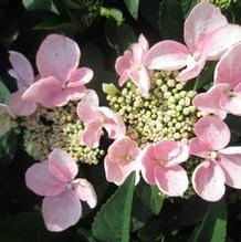 Hydrangea macrophylla Game Changer® Pink