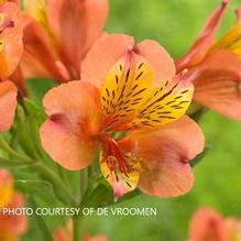 Alstroemeria Majestic 'Henryi' Alstroemeria Majestic 'Henryi'