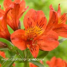 Alstroemeria Majestic 'Louis' Alstroemeria Majestic 'Louis'