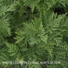 Artemisia SunFern™ Arcadia Artemisia SunFern™ Arcadia
