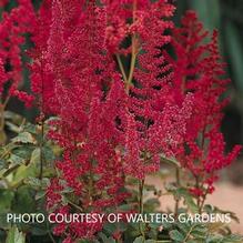 Astilbe 'August Light'